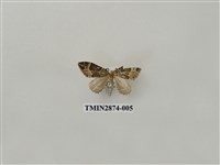 藏品(尺蛾602)的圖片